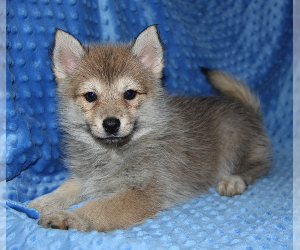 Medium Photo #5 Pomsky Puppy For Sale in DENTON, TX, USA