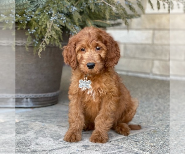 Medium Photo #5 Goldendoodle Puppy For Sale in WOLCOTT, IN, USA