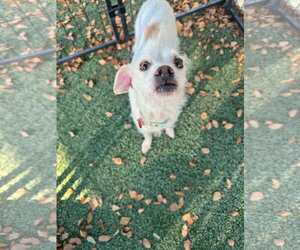Toxirn Dogs for adoption in Tempe , AZ, USA