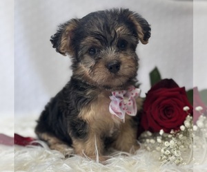 Morkie Puppy for sale in ROCK STREAM, NY, USA