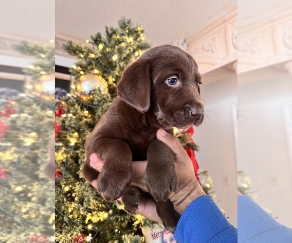 Medium Photo #1 Labrador Retriever Puppy For Sale in MORENO VALLEY, CA, USA
