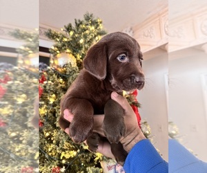 Labrador Retriever Puppy for sale in MORENO VALLEY, CA, USA