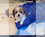 Small #1 Morkie-Yorkshire Terrier Mix