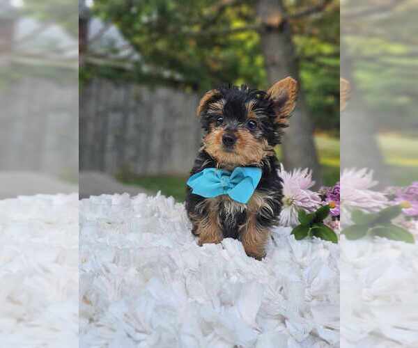 Medium Photo #2 Yorkshire Terrier Puppy For Sale in INDIANAPOLIS, IN, USA