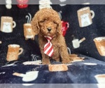 Small #2 Cavapoo