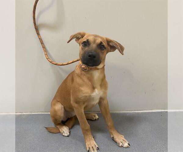 Medium Photo #1 American Pit Bull Terrier-Labrador Retriever Mix Puppy For Sale in Modesto, CA, USA