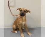 Small American Pit Bull Terrier-Labrador Retriever Mix