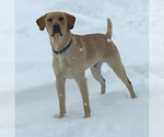 Small Photo #1 Labrador Retriever Puppy For Sale in LEWISTON, ID, USA