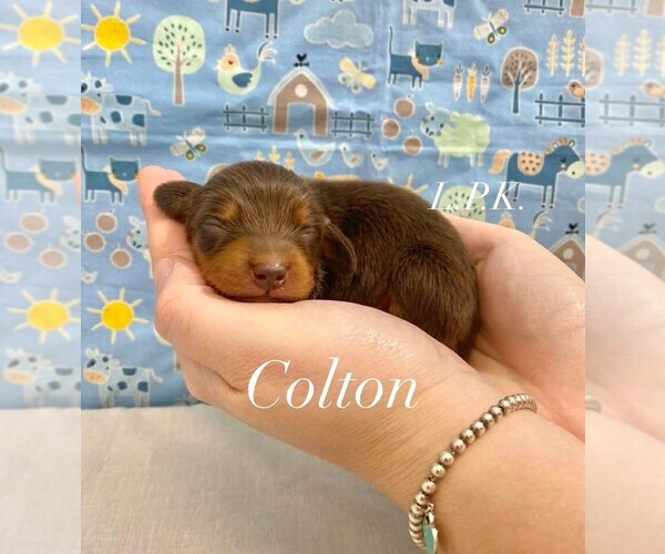 Medium Photo #1 Dachshund Puppy For Sale in WINNSBORO, LA, USA