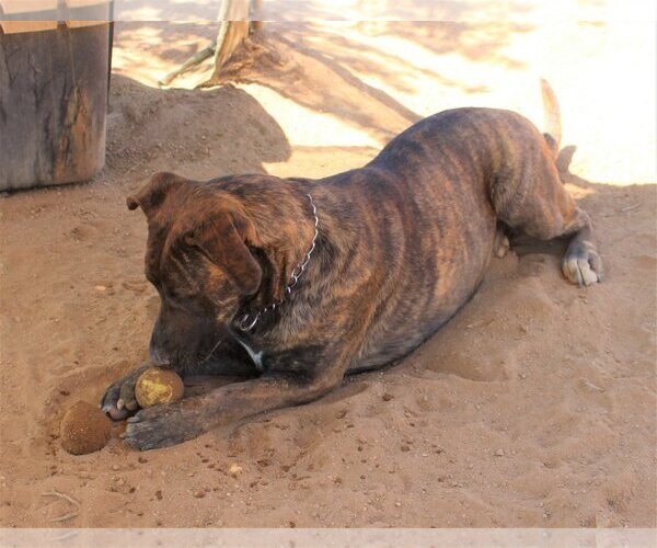 Medium Photo #8 Mastiff-Unknown Mix Puppy For Sale in Apple Valley, CA, USA