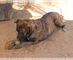 Small #7 Mastiff Mix