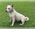 Small #2 Chihuahua