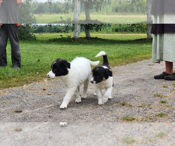 Medium Photo #3 Border Collie Puppy For Sale in GREENWOOD, WI, USA