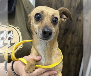 Chihuahua-Unknown Mix Dogs for adoption in Chico, CA, USA