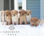 Small #1 Labrador Retriever