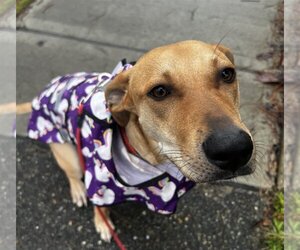 Labrador Retriever-Whippet Mix Dogs for adoption in Bellevue, WA, USA
