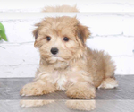 Small Morkie