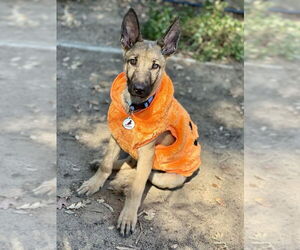 German Shepherd Dog Dogs for adoption in West Sacramento, CA, USA