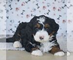 Small #2 Bernedoodle (Miniature)