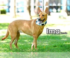 Ima from Taiwan - Female Mutt Dog for Adoption - Photo #5
