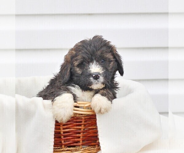 Medium Photo #1 Bernedoodle Puppy For Sale in CHAMBERSBURG, PA, USA