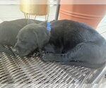 Small #1 Labrador Retriever Mix