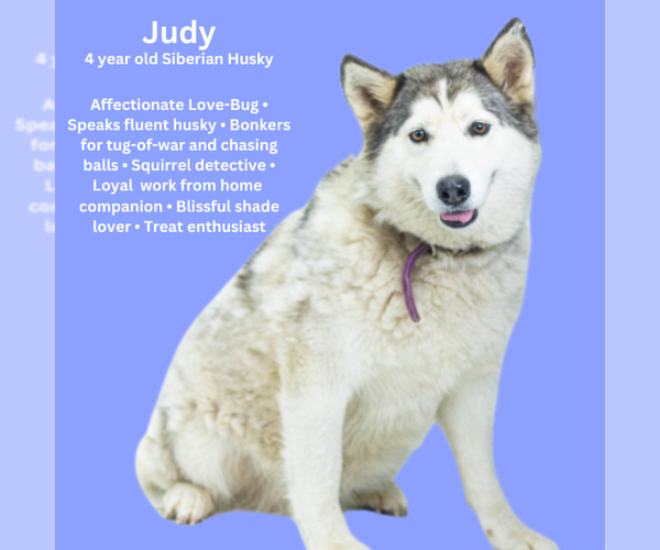 Medium Photo #1 Siberian Husky Puppy For Sale in Tuscaloosa, AL, USA