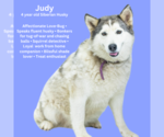 Small Siberian Husky