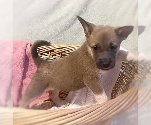 Medium Photo #5 Mutt Puppy For Sale in Westwood, NJ, USA