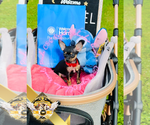 Small #2 Chihuahua