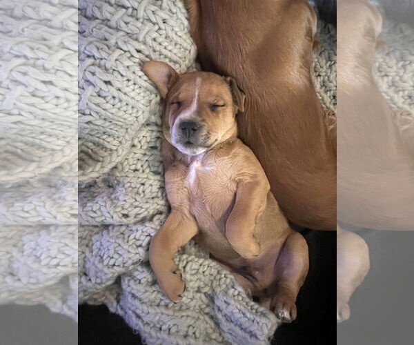 Medium Photo #3 American Pit Bull Terrier-Unknown Mix Puppy For Sale in Hillsboro, MO, USA