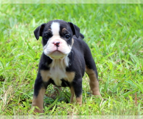 Medium Photo #4 Bulldog Puppy For Sale in WINNSBORO, TX, USA
