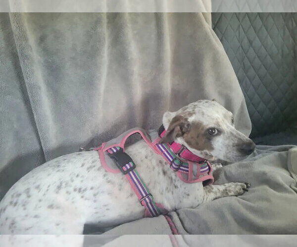 Medium Photo #6 Mutt Puppy For Sale in Westminster, MD, USA