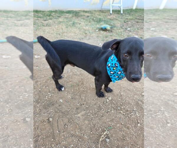 Medium Photo #4 Dachshund-Unknown Mix Puppy For Sale in NYC, NY, USA