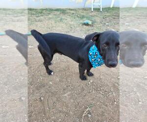 Boots - Male Dachshund-Unknown Mix Dog for Adoption - Photo #4