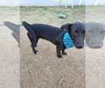 Small Photo #4 Dachshund-Unknown Mix Puppy For Sale in NYC, NY, USA