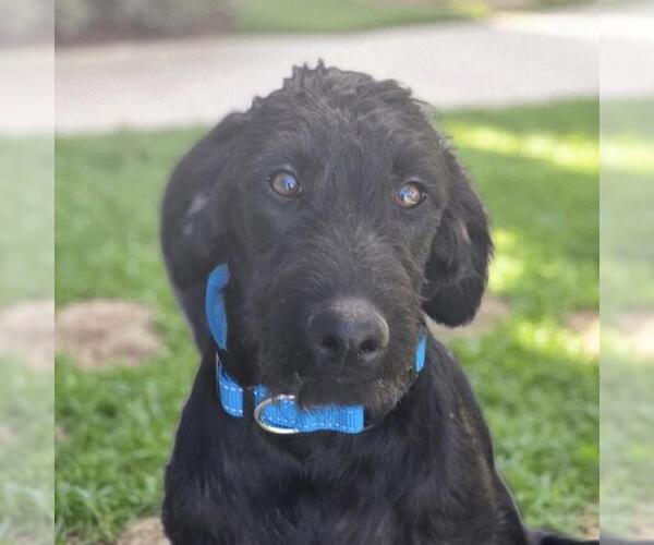 Medium Photo #1 Miniature Labradoodle Puppy For Sale in San Diego, CA, USA