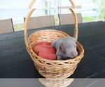 Small Photo #3 Weimaraner Puppy For Sale in QUITMAN, TX, USA