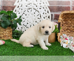 Golden Retriever Puppy for sale in SYRACUSE, IN, USA