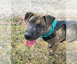 American Pit Bull Terrier-Mountain Cur Mix Dogs for adoption in Columbus, IN, USA