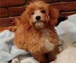 Small Photo #1 Cavachon-Cavapoo Mix Puppy For Sale in FREWSBURG, NY, USA