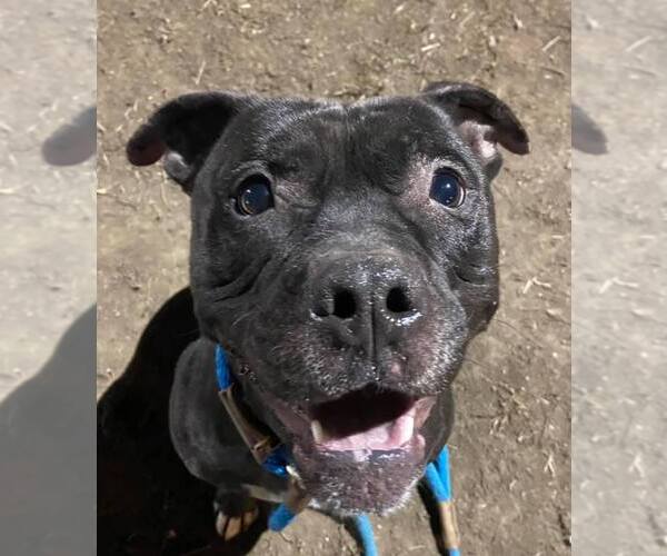 Medium Photo #5 Staffordshire Bull Terrier-Unknown Mix Puppy For Sale in Crete, IL, USA