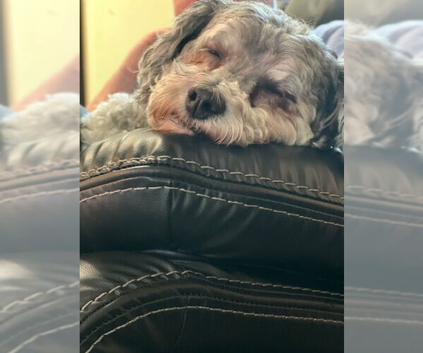 Medium Photo #6 Poovanese Puppy For Sale in Oakhurst, NJ, USA