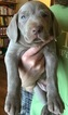 Small Photo #1 Weimaraner Puppy For Sale in DOW, IL, USA