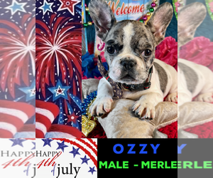 French Bulldog Puppy for sale in HEATHROW, FL, USA