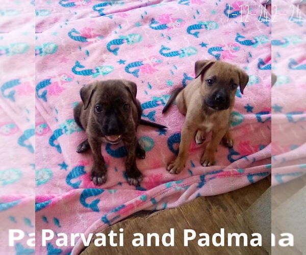 Medium Photo #12 Mutt Puppy For Sale in Apple Valley, CA, USA