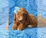 Small Photo #4 Irish Doodle Puppy For Sale in PORT DEPOSIT, MD, USA
