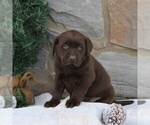 Small Photo #7 Labrador Retriever Puppy For Sale in EPHRATA, PA, USA