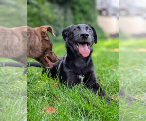 Border Collie-Unknown Mix Dogs for adoption in Salt Lake City, UT, USA