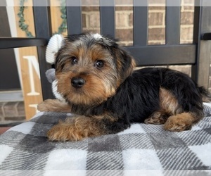Yorkshire Terrier Puppy for sale in INDIANAPOLIS, IN, USA